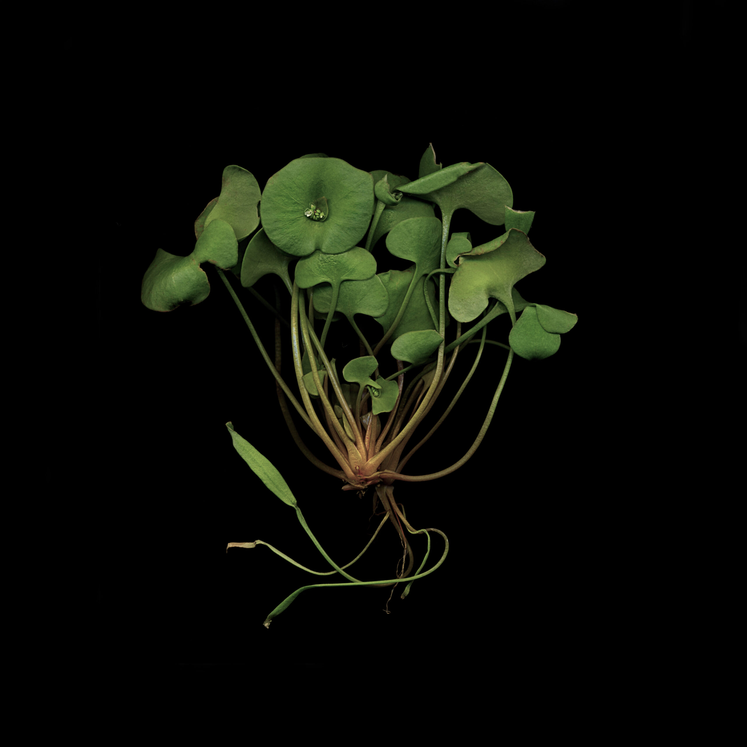 Windoscapes 3